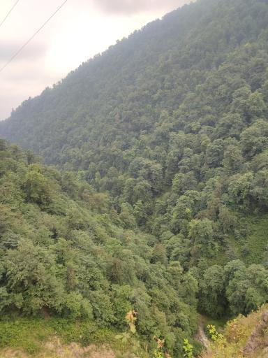 عکس جنگل واز 