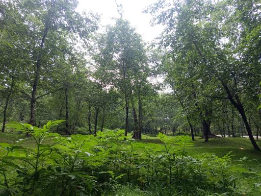 عکس جنگل واز 