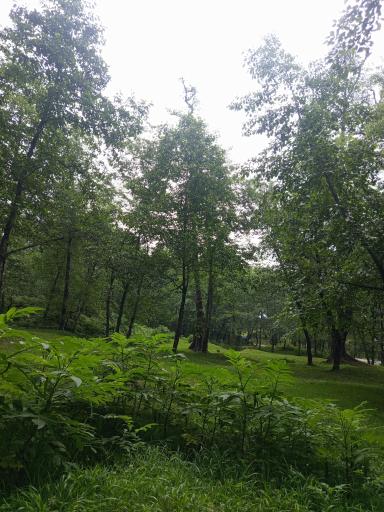 عکس جنگل واز 