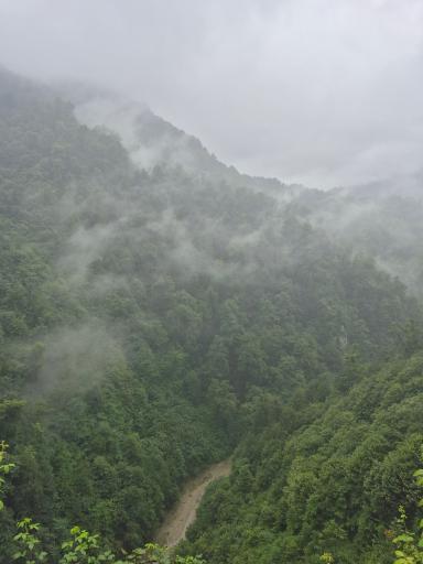 عکس جنگل واز 