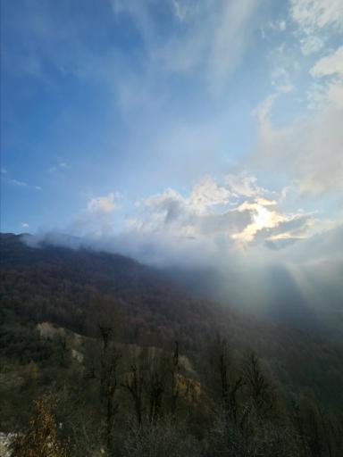 عکس جنگل واز 