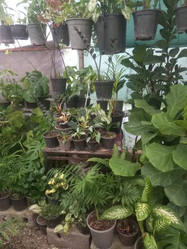 عکس گلکده سام