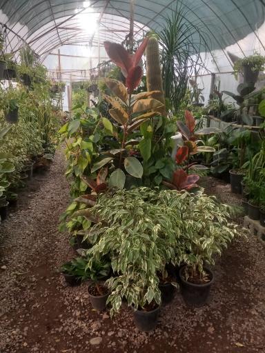 عکس گلکده سام