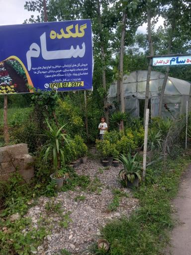 عکس گلکده سام