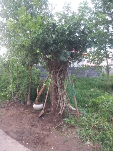 عکس گلکده سام