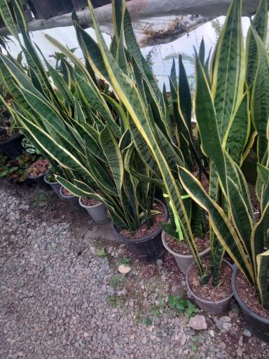 عکس گلکده سام