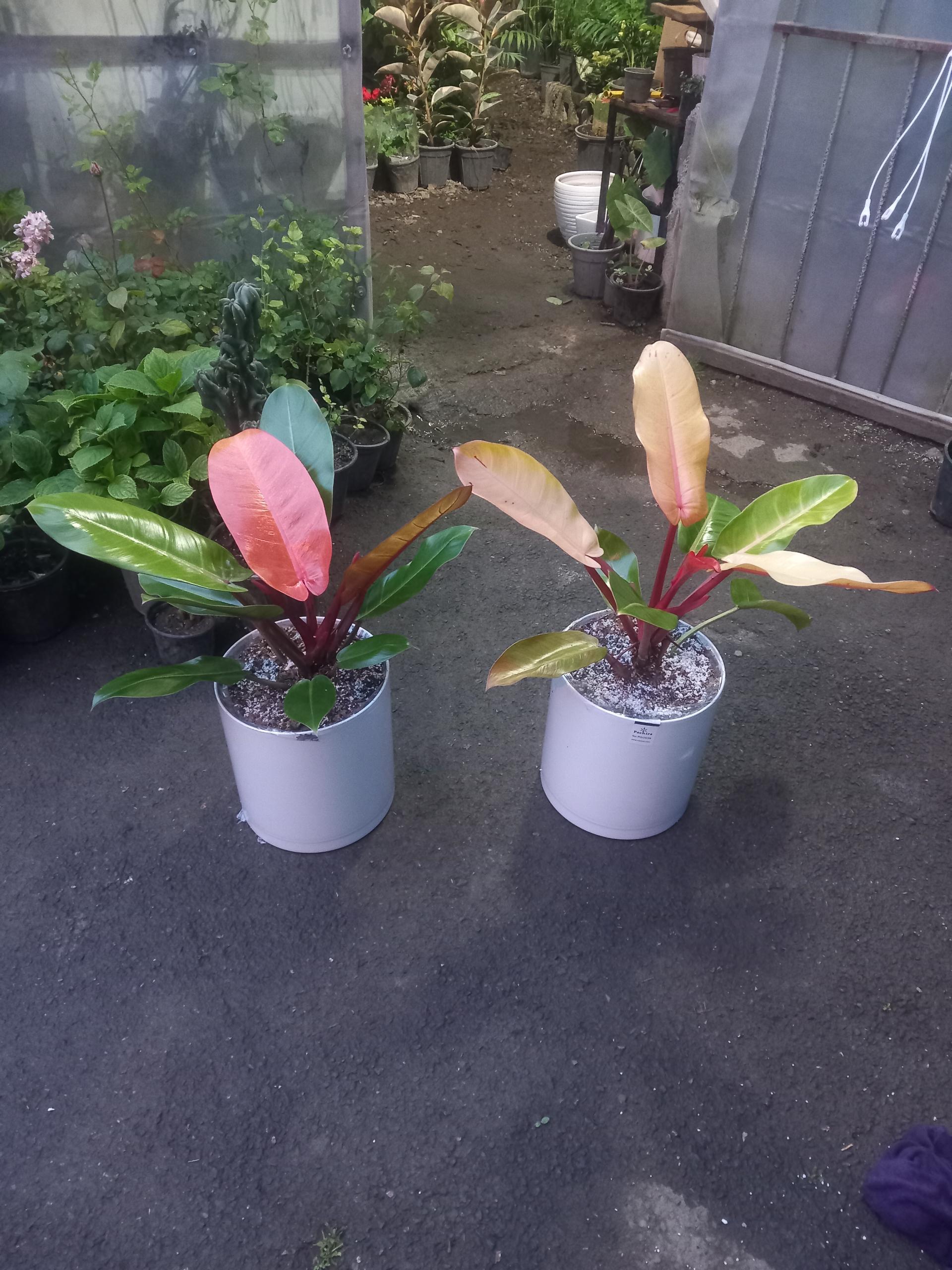 عکس گلکده سام