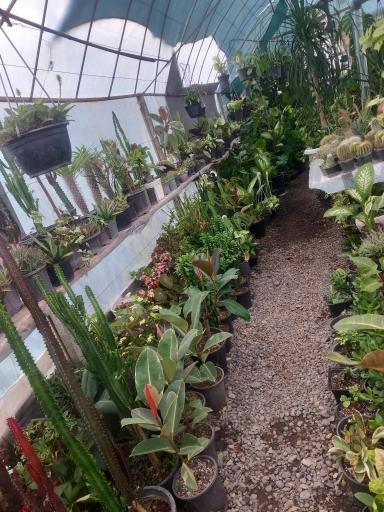 عکس گلکده سام