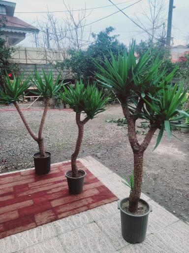 عکس گلکده سام