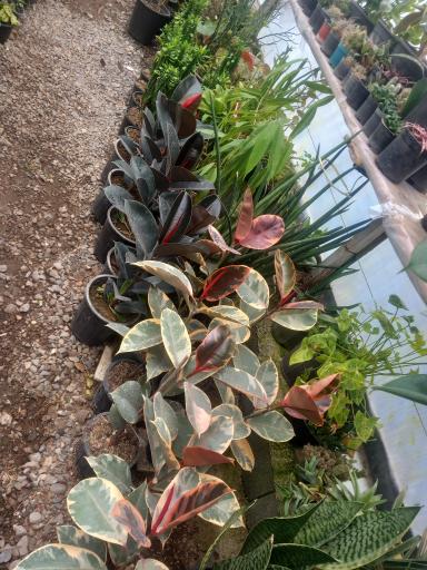 عکس گلکده سام