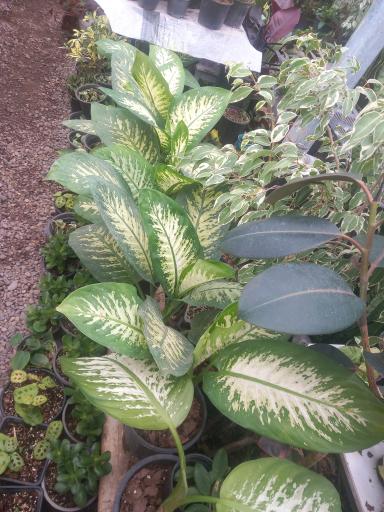 عکس گلکده سام