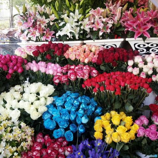 عکس گل فروشی نارسیس 