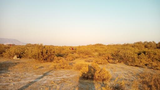 عکس بندر خمیر جنگل حرا