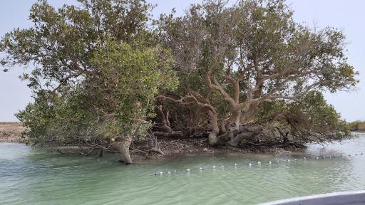 عکس بندر خمیر جنگل حرا