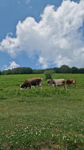 عکس دریاچه سوها