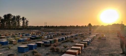 عکس زنبورستان قزوینه 