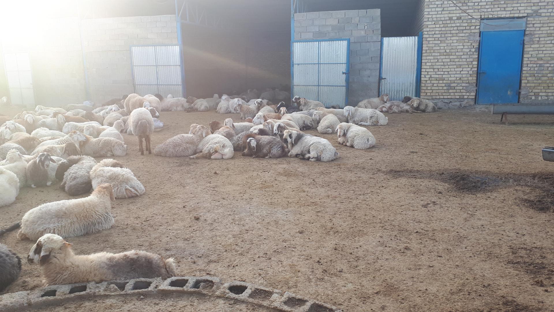 عکس دامداری محمدی