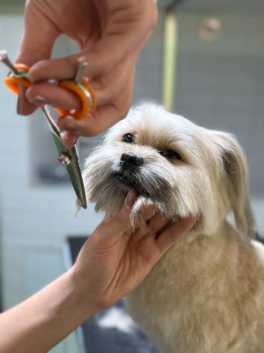 کلینیک دامپزشکی لیام