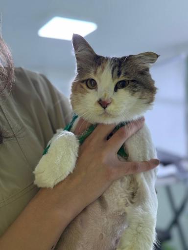 کلینیک دامپزشکی لیام