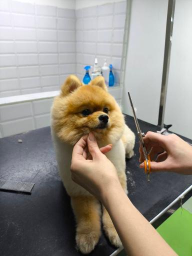 عکس کلینیک دامپزشکی لیام