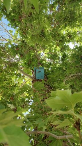 عکس باغ راه نی کیژه