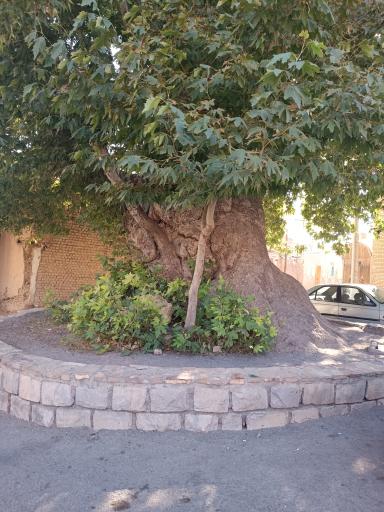 عکس درخت چنار ۷۵۰ ساله