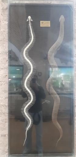 عکس موزه حیات وحش نیشابور