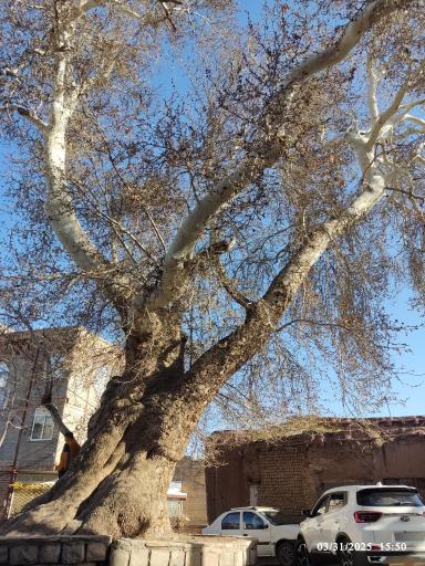 عکس درخت چنار ۷۵۰ ساله