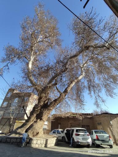 عکس درخت چنار ۷۵۰ ساله