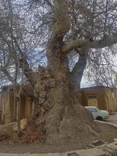 عکس درخت چنار ۷۵۰ ساله