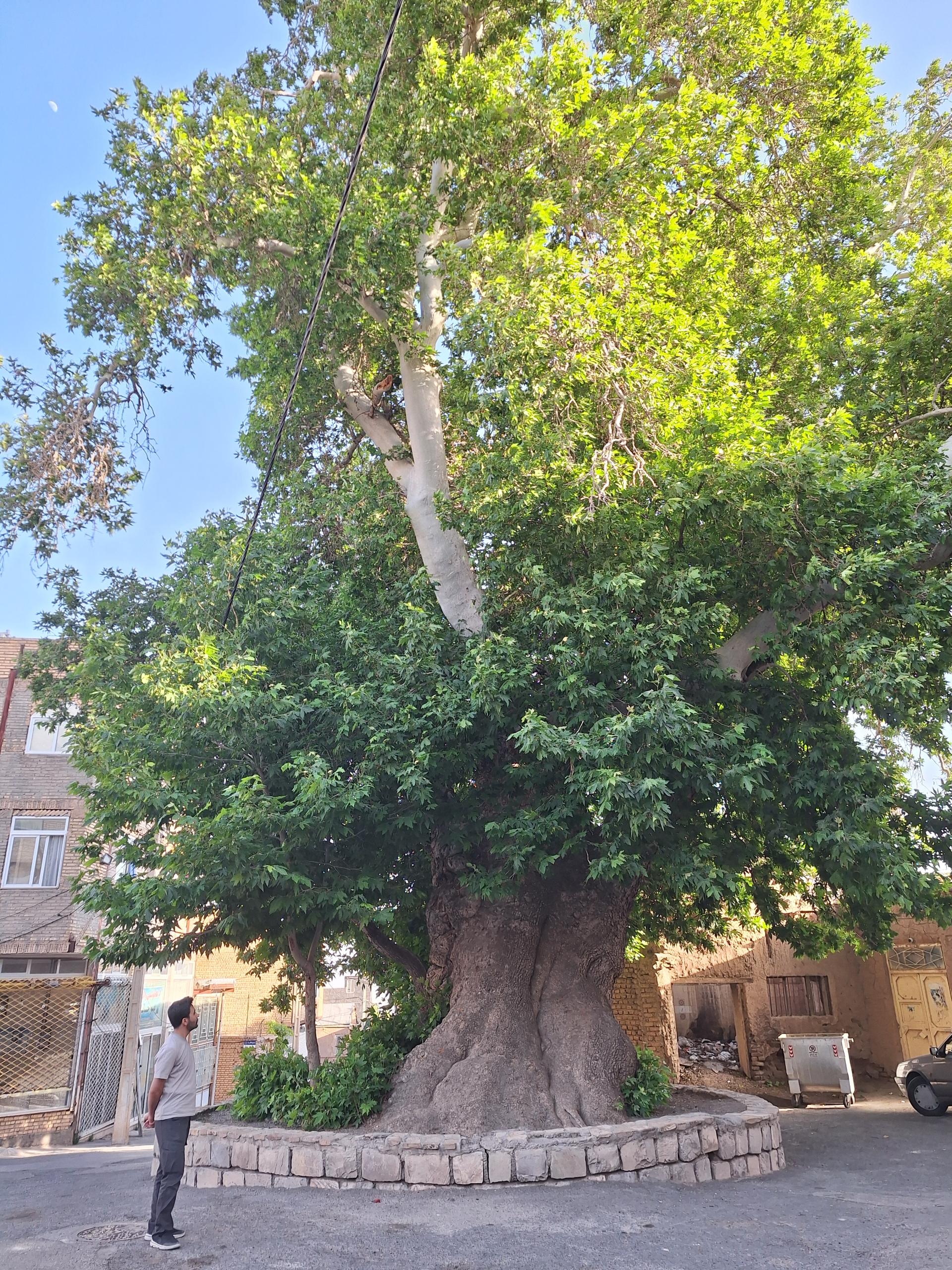 عکس درخت چنار ۷۵۰ ساله