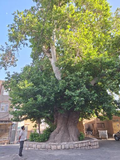 عکس درخت چنار ۷۵۰ ساله