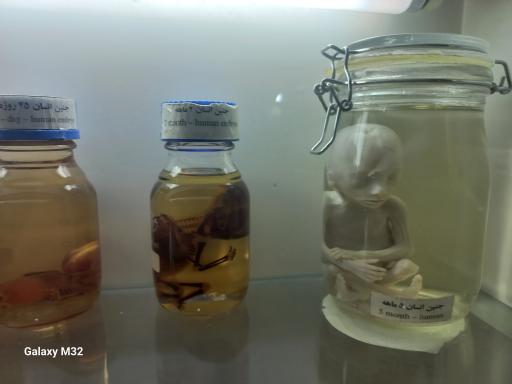 عکس موزه حیات وحش نیشابور