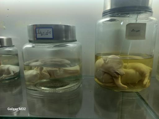 عکس موزه حیات وحش نیشابور