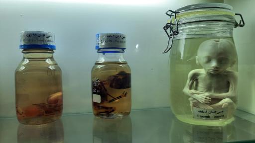 عکس موزه حیات وحش نیشابور