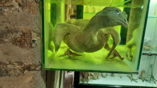 عکس موزه حیات وحش نیشابور