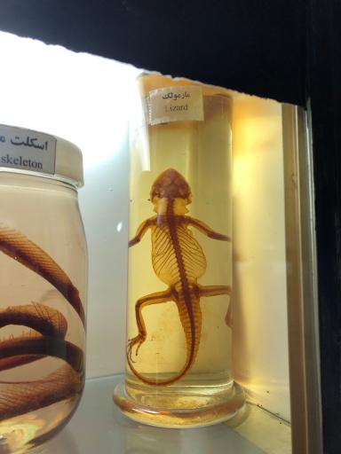 موزه حیات وحش نیشابور