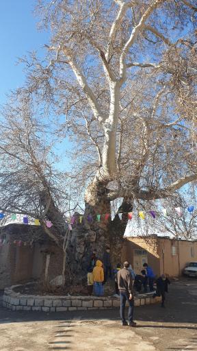 عکس درخت چنار ۷۵۰ ساله