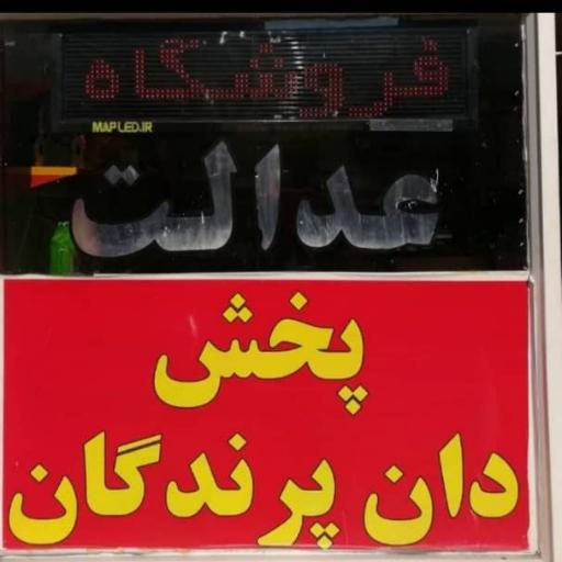 عکس دان پرندگان عدالت 2