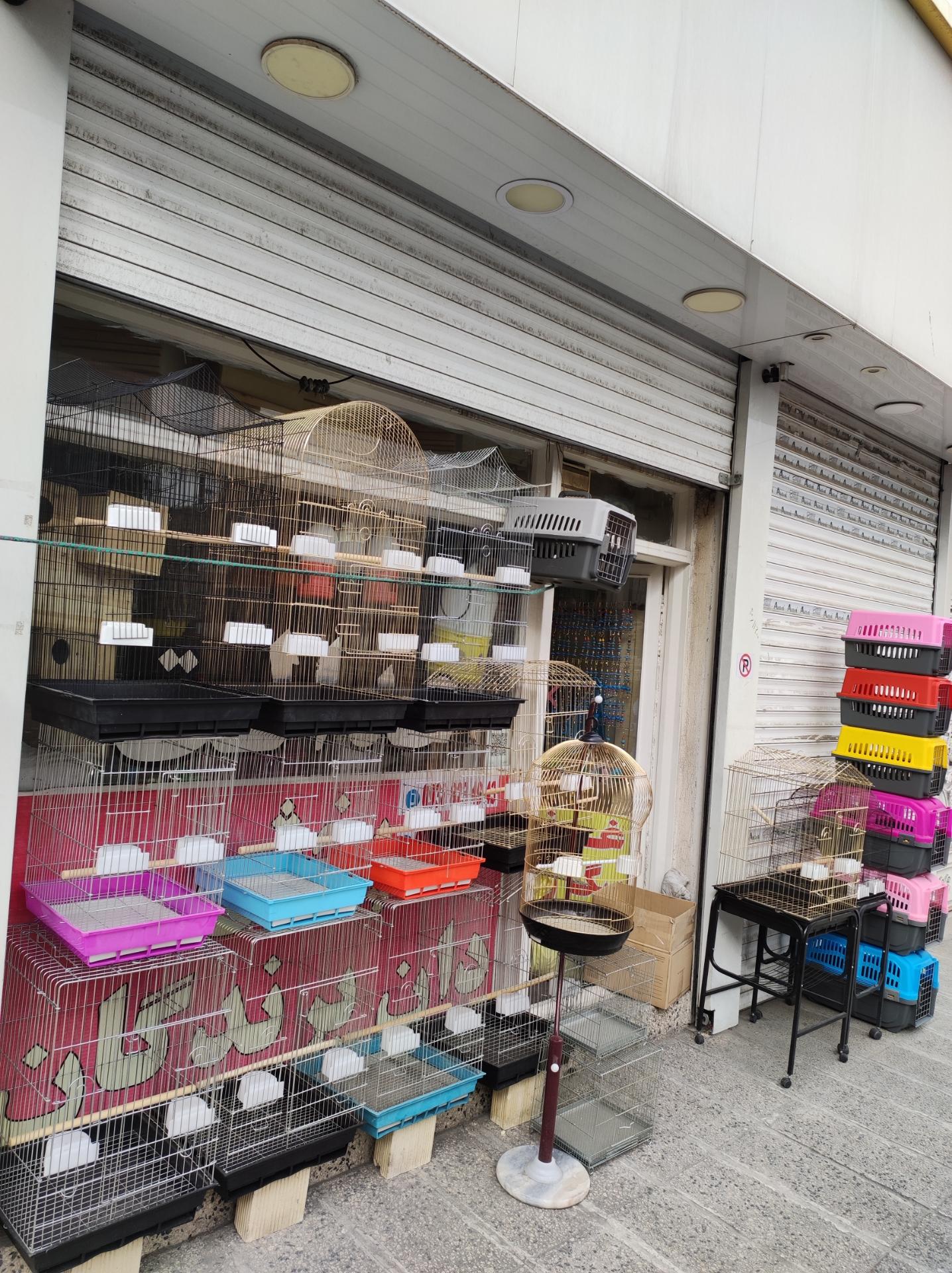 عکس دان پرندگان عدالت 2