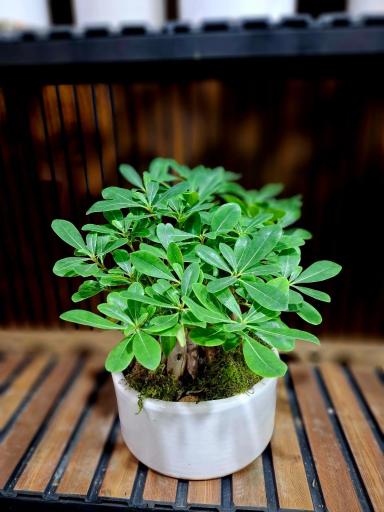 عکس گلفروشی ابی گل