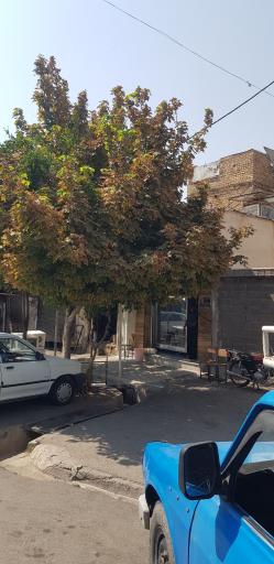 عکس فروشگاه گوشت ریاستی