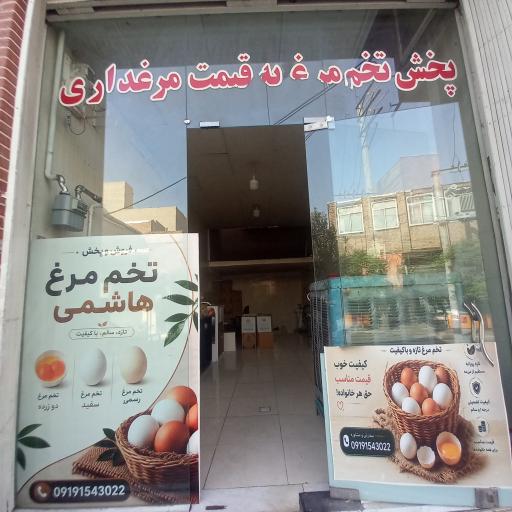 عکس پخش تخم مرغ هاشمی