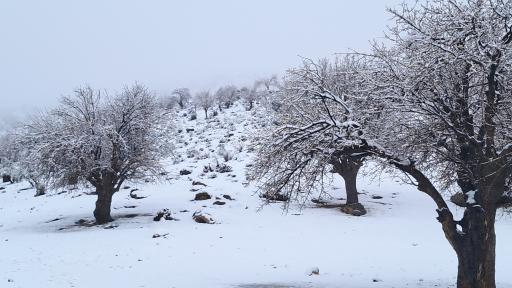 عکس علی رسیده