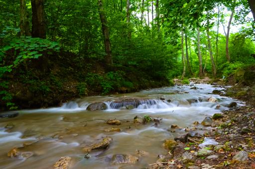 عکس جنگل توسکستان