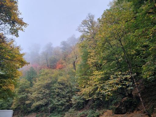 عکس جنگل توسکستان