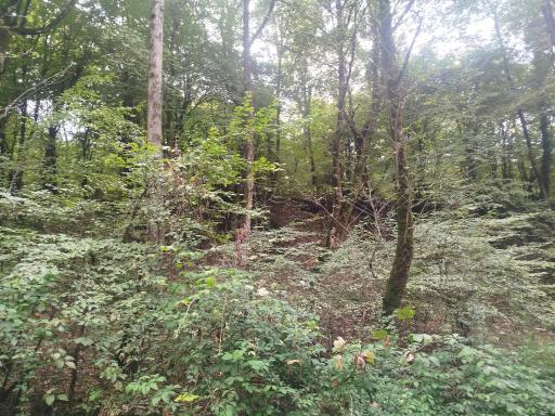 عکس جنگل توسکستان