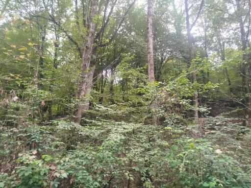 عکس جنگل توسکستان