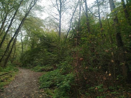 عکس جنگل توسکستان