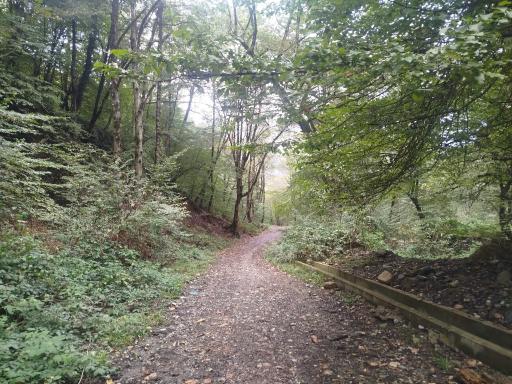 عکس جنگل توسکستان